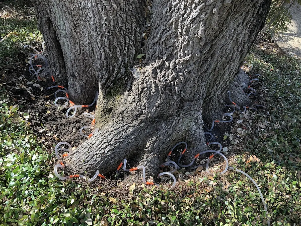 Detailed Tree Cabling and Bracing job site in Bloomville