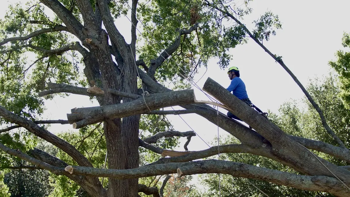 Professional Crown Thinning performed by certified arborists in Bloomville