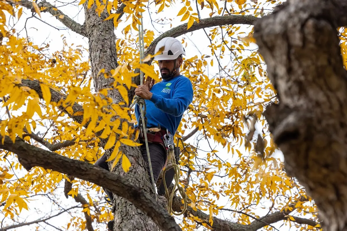 Skilled Storm Damage Cleanup crew working in Bloomville